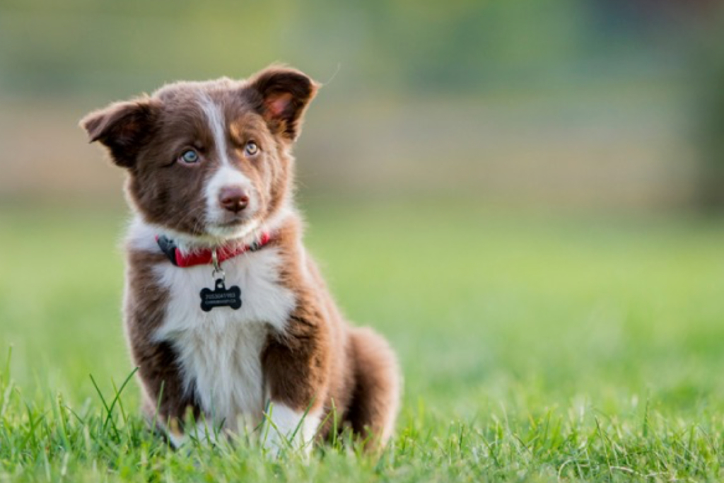 alpine dogs whistler sheep dog puppy