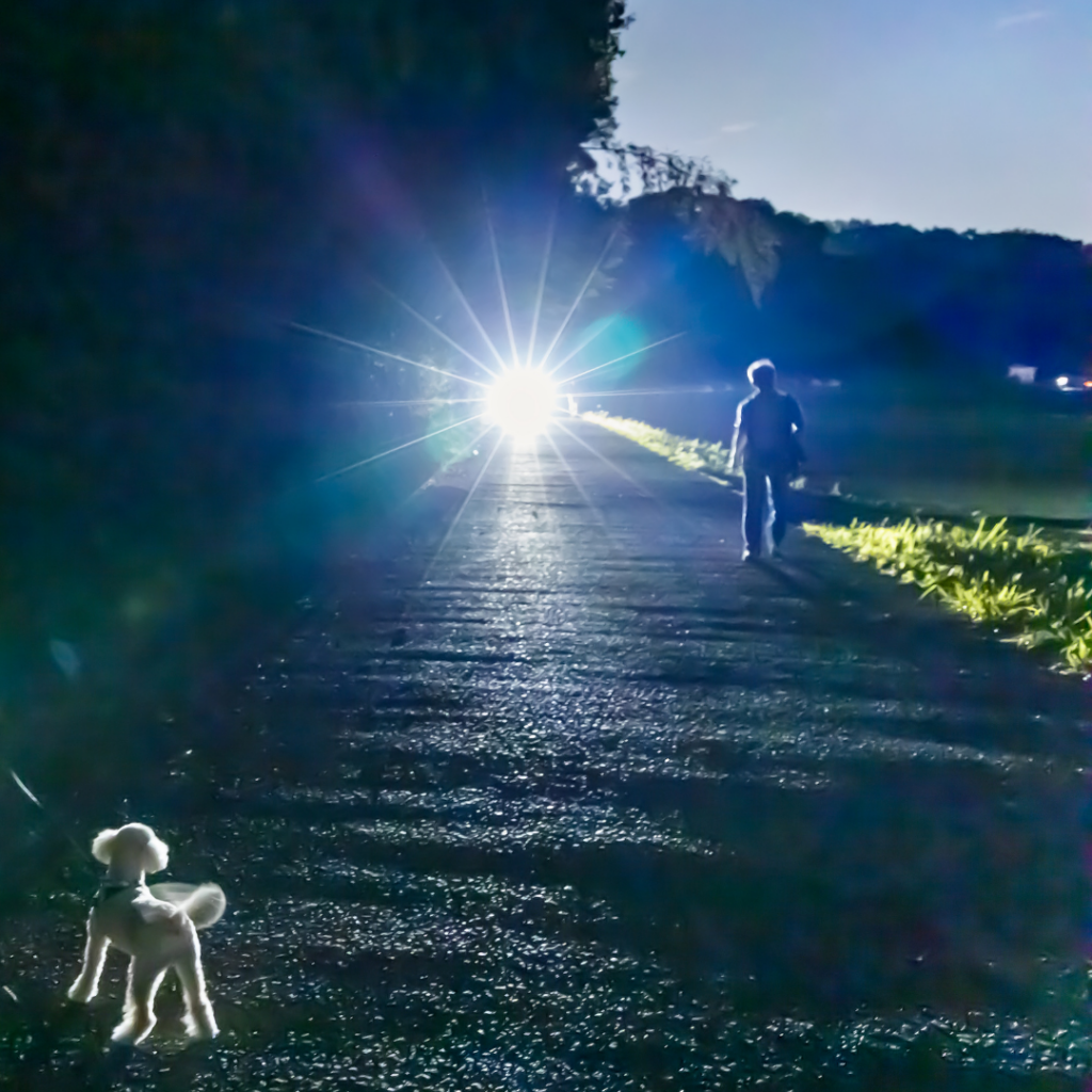 Dog walking at night